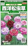 西洋松虫草　切り花用混合　1袋（約40粒）