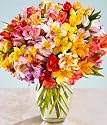100 Blooms of Peruvian Lilies