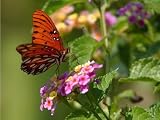 \"Butterfly