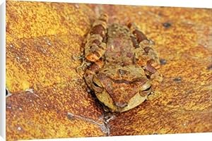 Asian Tree Frog Canvas Prints