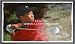 Tiger Woods - The Swing - Oversized Framed Canvas Art Print - Golf