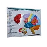 BrainModel&Puzzle:Anatomy&FunctionalAreasoftheBrain(NortonSeriesonInterpersonalNeurobiology)