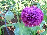 51cIcjlvJgL. SL160  200 Poppy Flower Seeds. Salmon Peony Poppies.