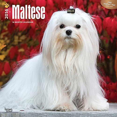 Maltese - 2016 Calendar 12 x 12in