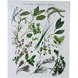 Les Fines Herbes ~ Heavy Card Stock French Poster with Herbs