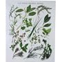 Les Fines Herbes ~ Heavy Card Stock French Poster with Herbs