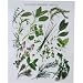 Les Fines Herbes ~ Heavy Card Stock French Poster with Herbs