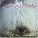 Old English Sheepdogs 2008 Wall Calendar by Magnum Publications
