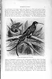 Humming Bird Print 自然史 1895 の Guianan 王 HUMMING BIRD