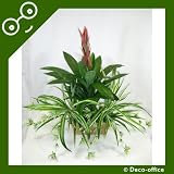 Deco-office 'Creeping Jack' Mixed Arrangement Planter ~ Artificial Plant ~ Arrangement ~ Office Plant with Pot ~  Office Plant with Pot ~ Office Reception & Restaurant Decoration