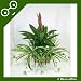 Deco-office 'Creeping Jack' Mixed Arrangement Planter ~ Artificial Plant ~ Arrangement ~ Office Plant with Pot ~  Office Plant with Pot ~ Office Reception & Restaurant Decoration