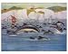 Photographic Print of COMMON PORPOISE/SARGENT from Mary Evans