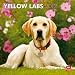 Labrador Retrievers, Yellow 2012 Square Calendar