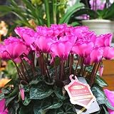シクラメン 鉢植え ピンクパープル 「ピエーノローザ」 5号かご付き 小輪タイプの可愛い花はお歳暮ギフトや誕生日プレゼントにおすすめ