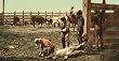 Branding Calves in Colorado, ca. 1903 - Exceptional Print of a Vintage Photochrom Image from the Library of Congress Collection