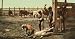 Branding Calves in Colorado, ca. 1903 - Exceptional Print of a Vintage Photochrom Image from the Library of Congress Collection