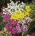 Small Allium Mix- 30 Bulbs - A Rainbow of Color