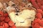 My Grandma's Golden Raspberry Coffee Cake