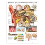 The Ear: Organs of Hearing and Balanc...