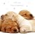 White Christmas Labrador Puppies Christmas Card Pack