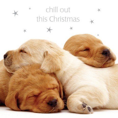 White Christmas Labrador Puppies Christmas Cards Pack