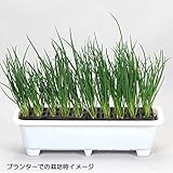 おくだけ青ねぎ10連パック 2個セット[土の上に置くだけ プランターでネギが収穫できる]