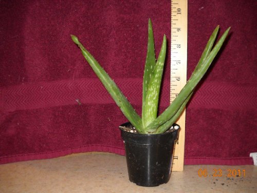 aloe vera plant