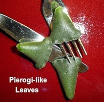 Pierogi Plant - Adromischus - Easy to Grow - RARE