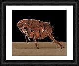 Framed Print of LRDS-52 Cat Flea from Ardea