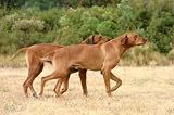 Rhodesian Ridgeback à La Campagne - 24