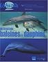 Destination baleines et dauphins