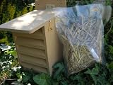 LACEWING CHAMBER