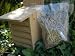 LACEWING CHAMBER