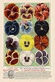 Art Poster, Vaughan's Seed Store - Pansies - 20x30