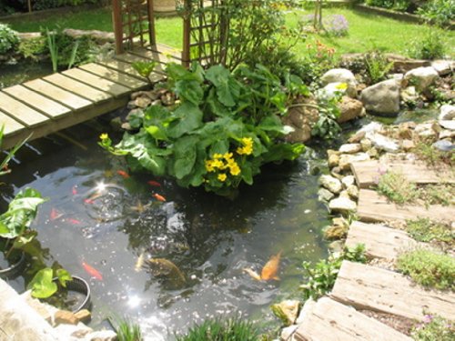 A guide to pond fish and how to care for them