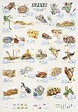 Poster Snakes - Rolled