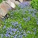 Speedwell - Creeping - 1000 Seeds