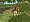 The Sims: Castaway Stories (PC DVD)