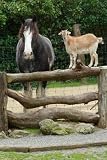 Farmyard Gossip - 72