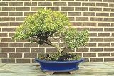 Korean Mini Boxwood Buxus Bonsai Starter