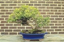 Korean Mini Boxwood Buxus Bonsai Starter