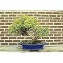 Korean Mini Boxwood Buxus Bonsai Starter