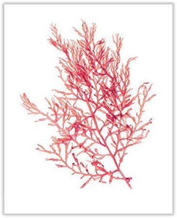 Coral Seaweed Print No. 15, 8x10 Inch Coastal Decor Print