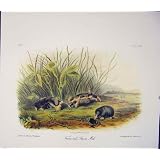 *137 口やかましい女モル Rodant の Quadruped Audubon??
