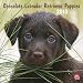 labrador44 - Labrador Retriever Puppies Chocolate 2010 Square Wall Multilingual