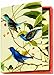 Boston International The MET Boxed Note Cards, Audubon Birds, 20-Count