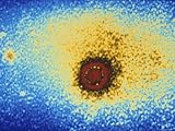 Rhinovirus Common Cold Type 1A Mag X100000 Photographic Poster Print, 32x24