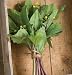David's Non-Hybrid Chinese Mustard Greens Hon Tsai Tai (Brassica rapa) 200 Seeds per Packet