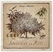 Amandier Du Midi Print Poster Art Giclee Vincent Perriol 12x12