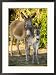 Mother and Baby Donkeys on Salt Cay Island, Turks and Caicos, Caribbean Collections Framed Photographic Poster Print by Walter Bibikow, 21x29
